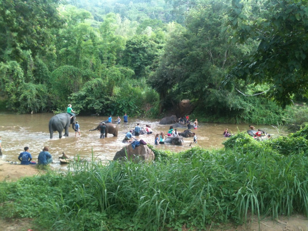 In the River with Elephants