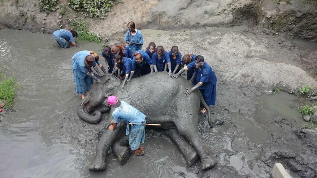 Mud Spa with Elephants